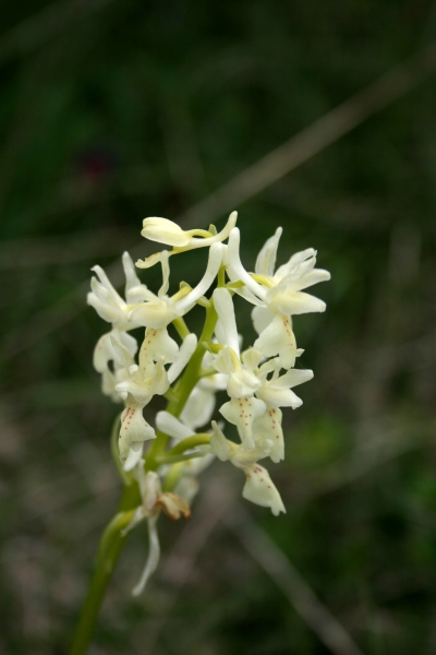 ORCHIS PROVINCIALIS 23042014-3
