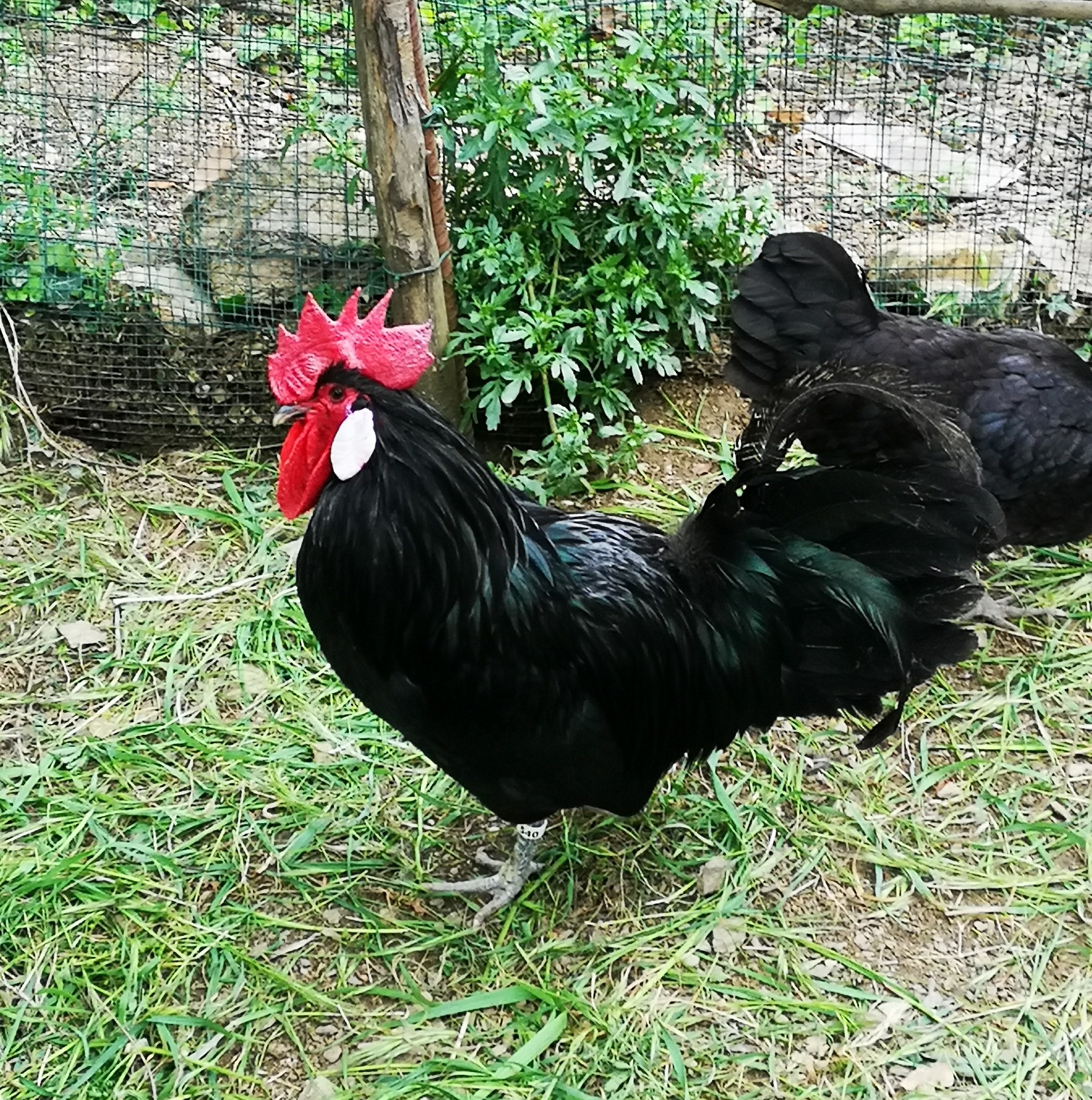 Un gallo Valdarno dal piumaggio nero in uno spazio di allevamento all’aperto.